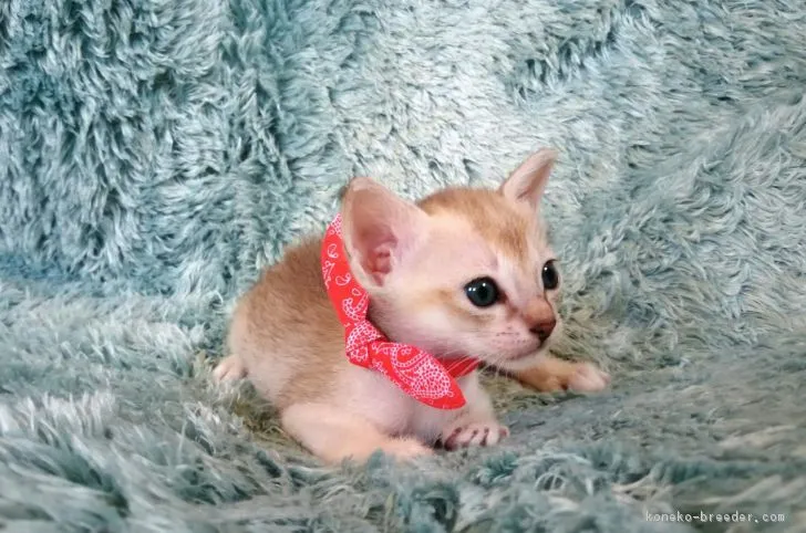 もこ 様のお迎えした子猫