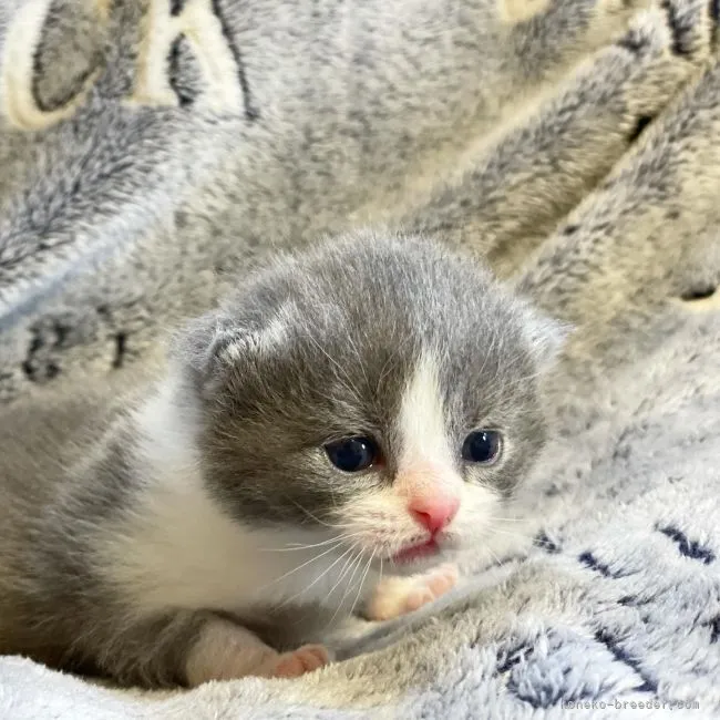ID:2104-00958の子猫