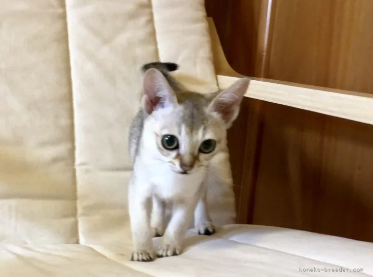 ID：1806-00166の子猫