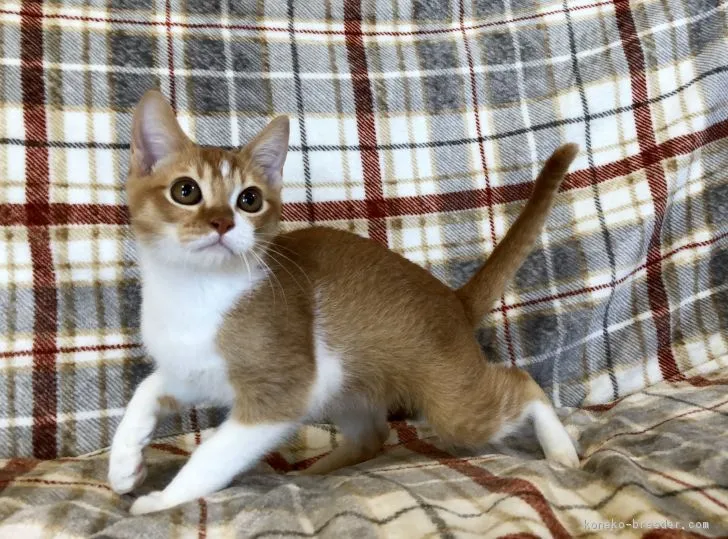 ID:1809-00642の子猫