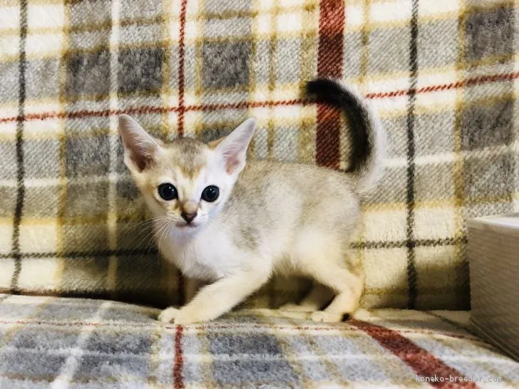 ID：2004-00937の子猫