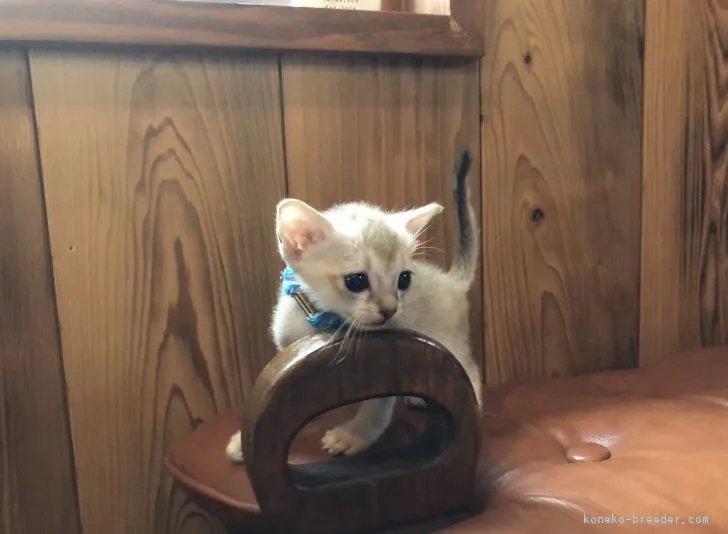 【L】 様のお迎えした子猫