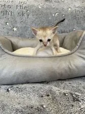 シンガプーラ【熊本県・男の子・2022年3月11日・セピアアグーティー】の写真1