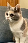 ブリティッシュショートヘア【・女の子・2021年8月13日・ダイリュートキャリコ】