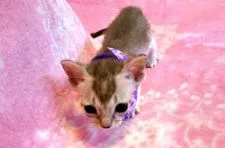 シンガプーラ【熊本県・男の子・2016年12月10日・セピアアグーティー】の写真2