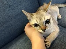 シンガプーラ【熊本県・女の子・2019年7月15日・セピアアグーティー】の写真3