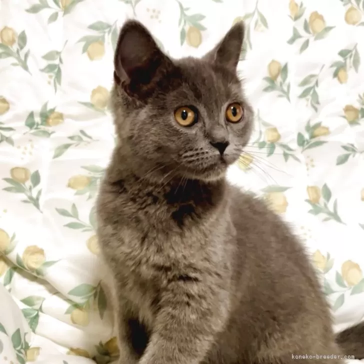 ID：2505-03697の子猫