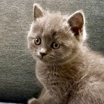 ブリティッシュショートヘア【熊本県・女の子・2025年4月15日・ブルー】の写真「ふわふわ！ クリーム首輪ちゃん」