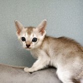 シンガプーラ