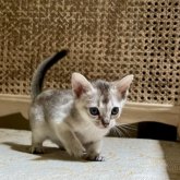 シンガプーラ