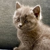 ブリティッシュショートヘア