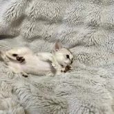 シンガプーラ【熊本県・男の子・2024年11月29日・セピアアグーティー】の写真7