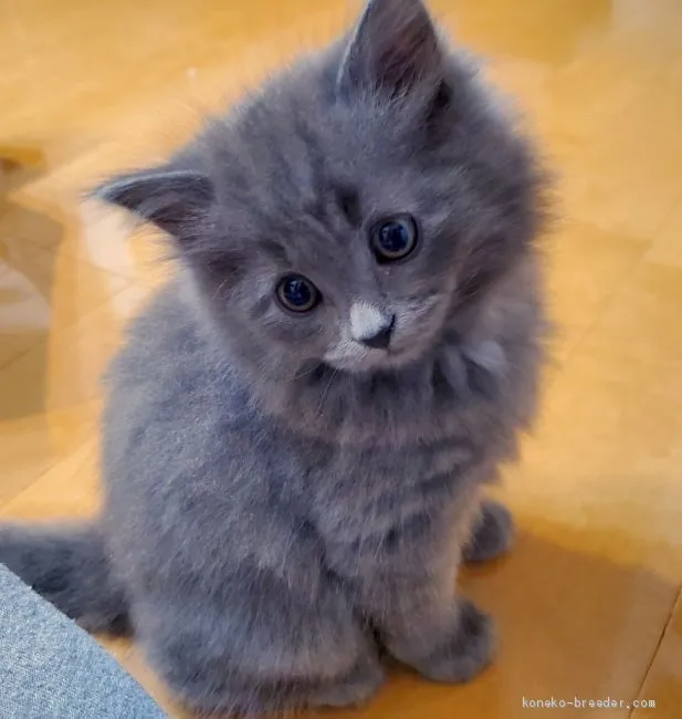 まつ 様のお迎えした子猫