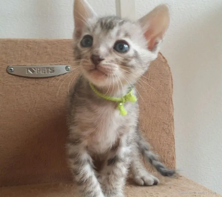 ID：1607-00980の子猫