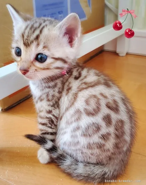 ID：2205-00076の子猫