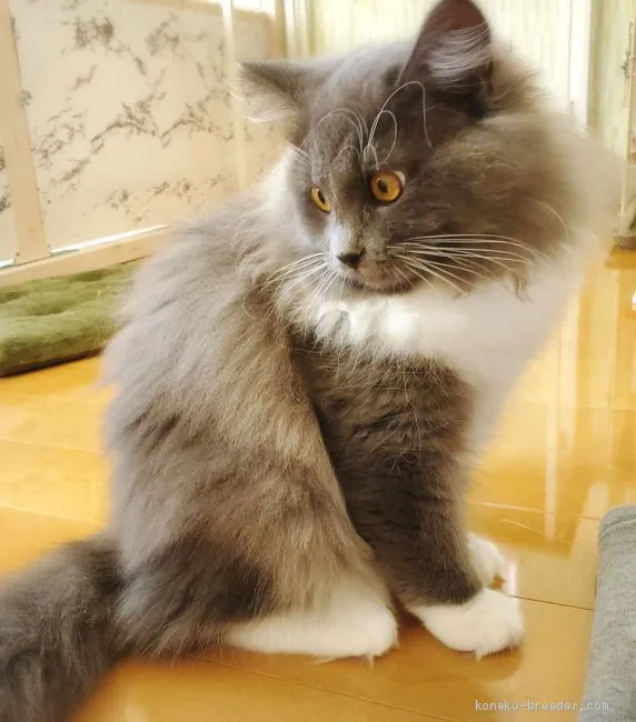 ID：1910-00034の子猫