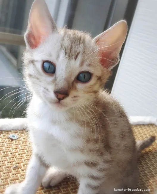 ラキまま 様のお迎えした子猫