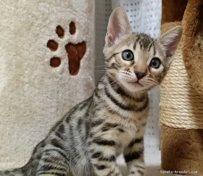 ID:1510-00411の子猫