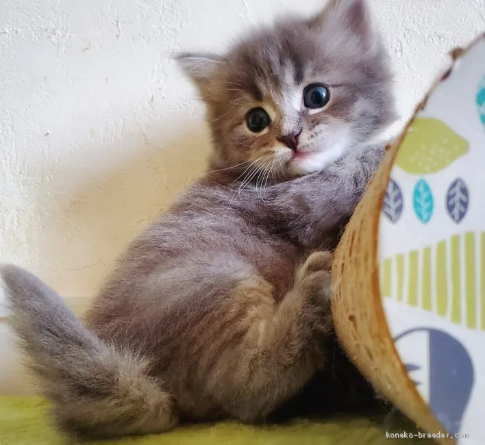冬 様のお迎えした子猫