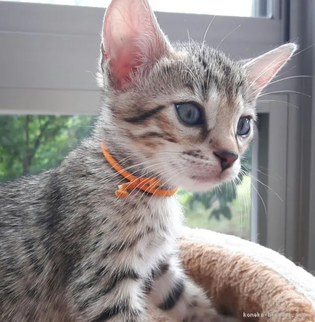 MISHA 様のお迎えした子猫