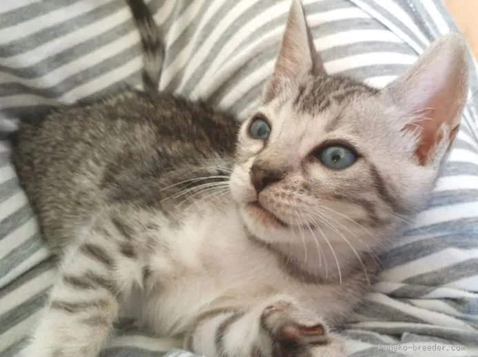 ID：1509-00607の子猫