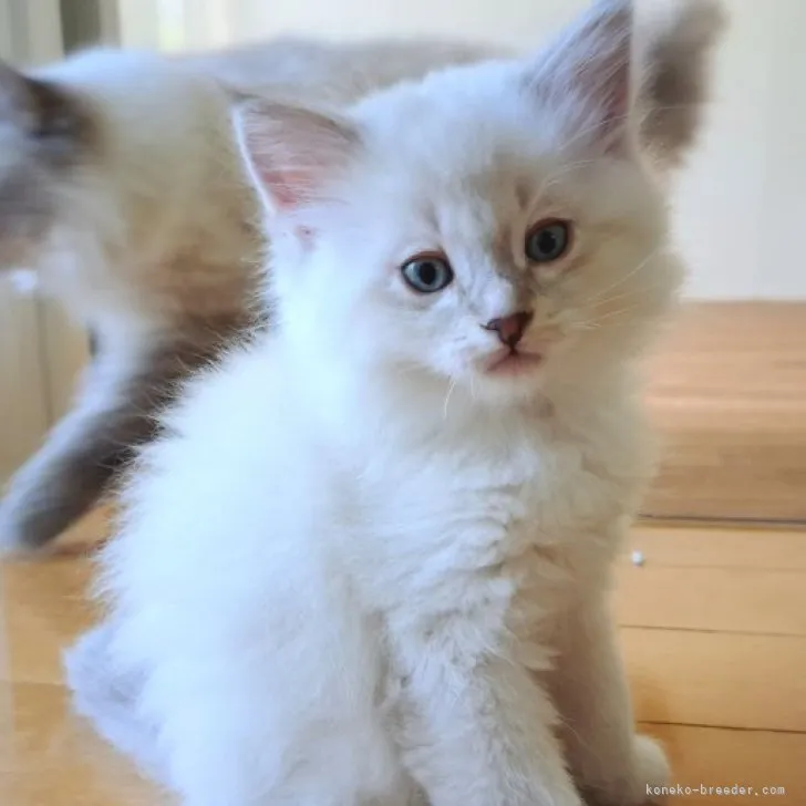 ID:2304-02898の子猫