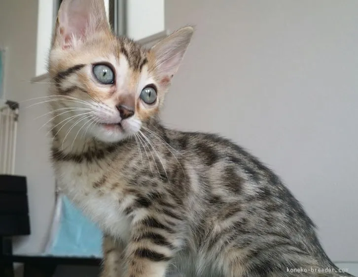 ID:1602-00139の子猫