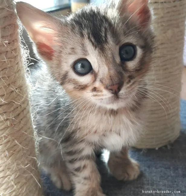 ID：1710-01017の子猫