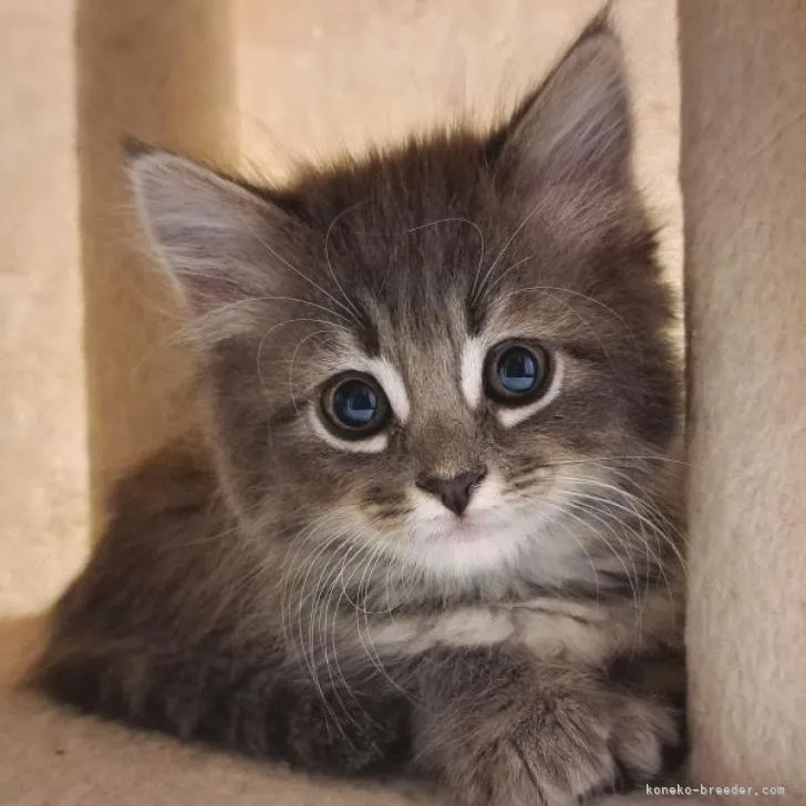 ID：2210-00745の子猫