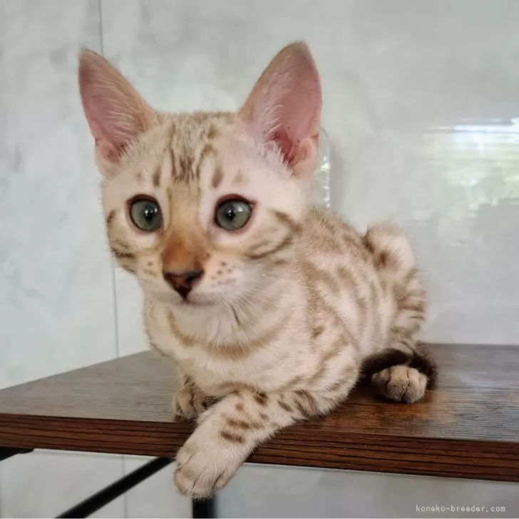 ID:2407-03217の子猫