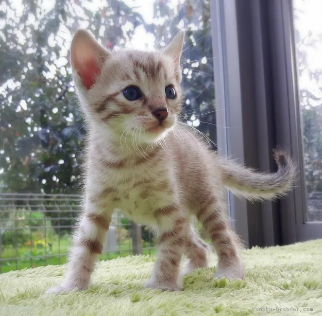 ID：1810-00803の子猫