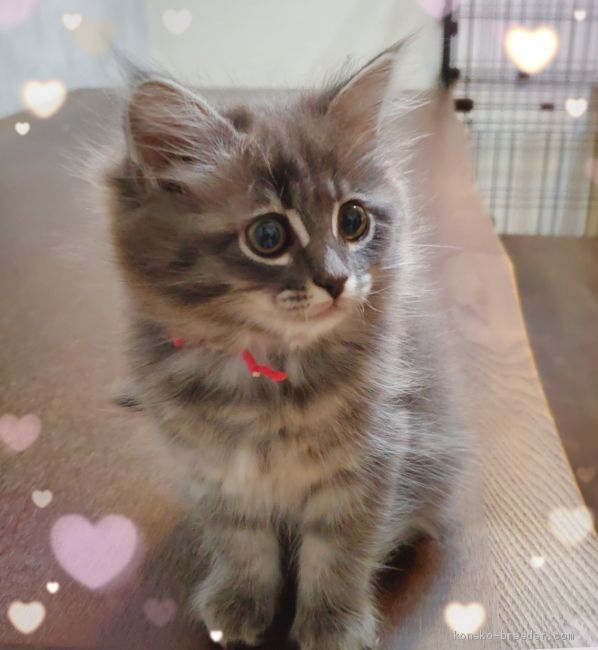 サイベリアン 愛知県 女の子 年10月28日 ブルータビー 美にゃん みんなの子猫ブリーダー 子猫id 11 サイベリアン 愛知県 女の子 年10月28日 ブルータビー 美にゃん みんなの子猫ブリーダー 子猫id 11
