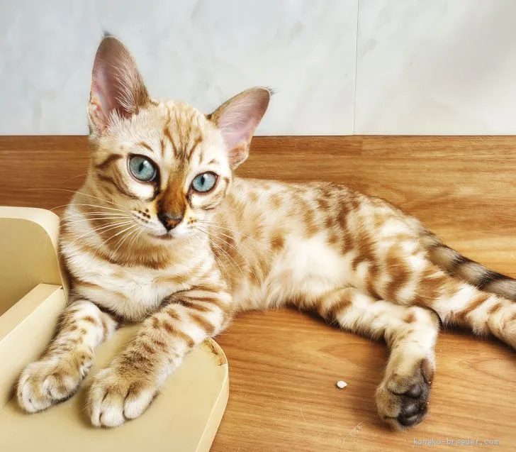 Cherry 様のお迎えした子猫