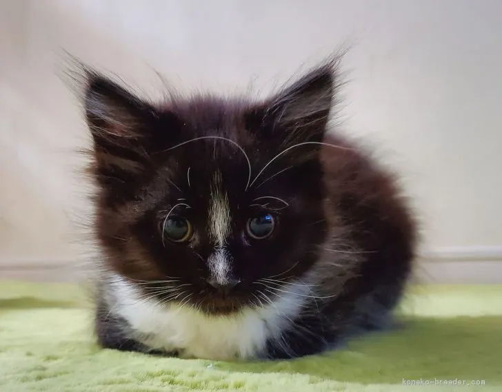 ID:2003-00728の子猫