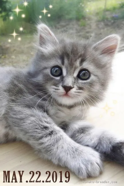 ID：1905-00396の子猫