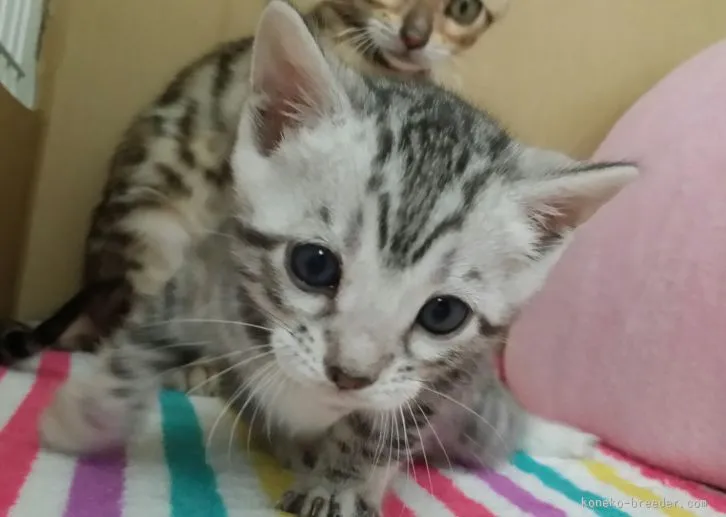 ID：1601-00398の子猫
