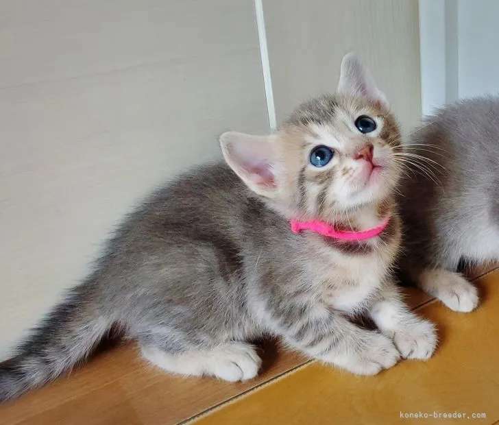 ID:2107-01835の子猫