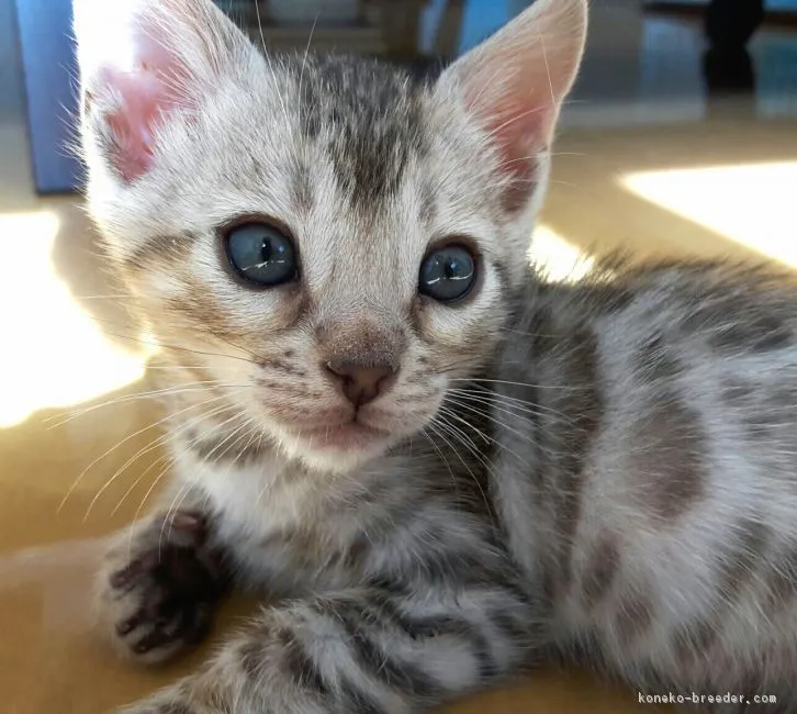 ID：1611-00795の子猫
