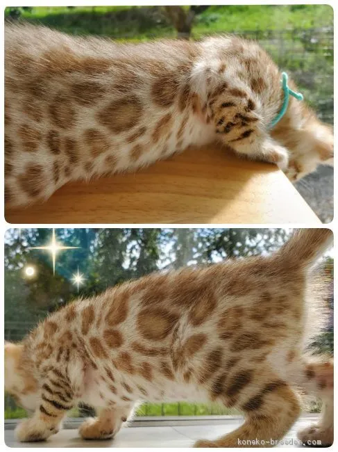 ID:1911-00784の子猫