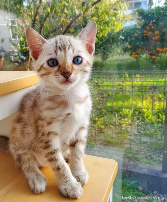 ままま 様のお迎えした子猫