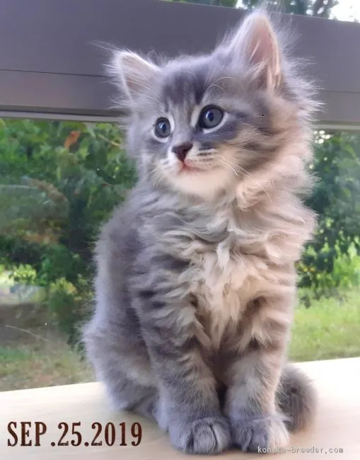 ID:1909-01235の子猫