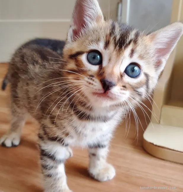 ID：1910-00861の子猫