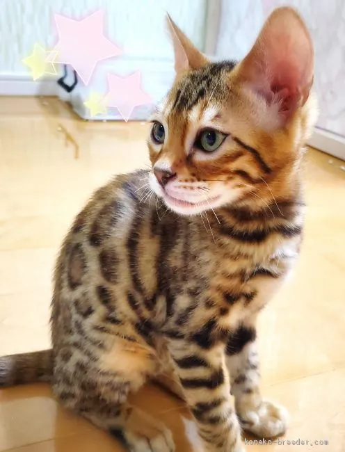 ID：2005-00869の子猫