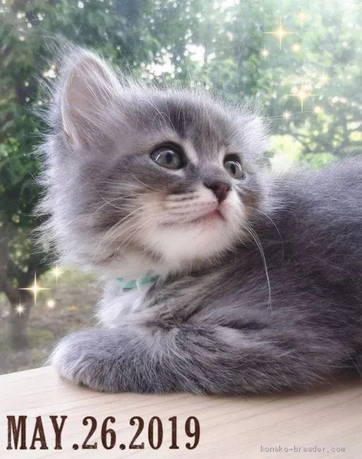 ID：1905-00399の子猫