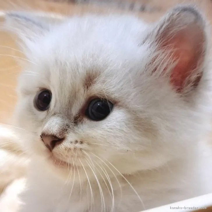 ID:2306-00545の子猫