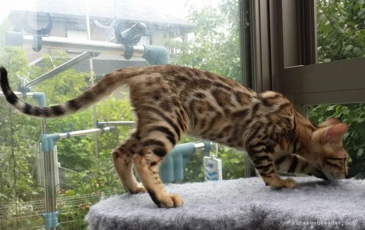 ID：1608-00104の子猫