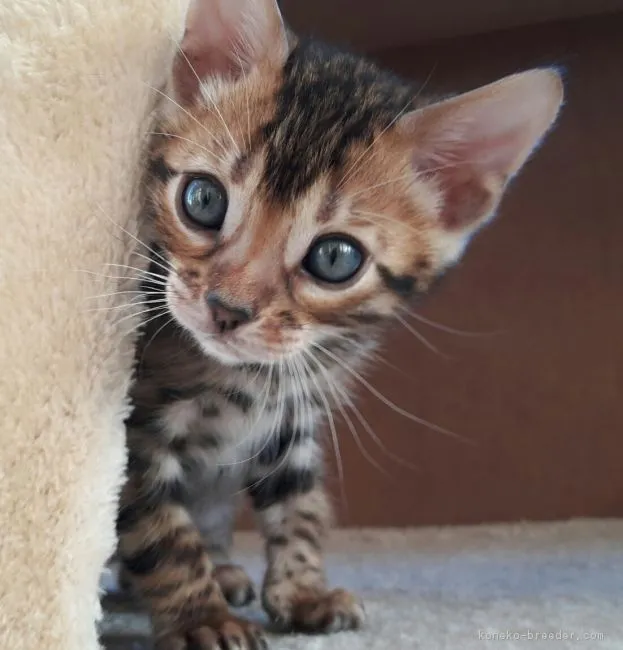 ID:1710-00801の子猫