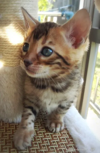 ID：1904-00461の子猫