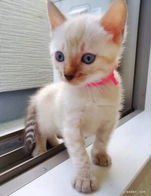 jun 様のお迎えした子猫