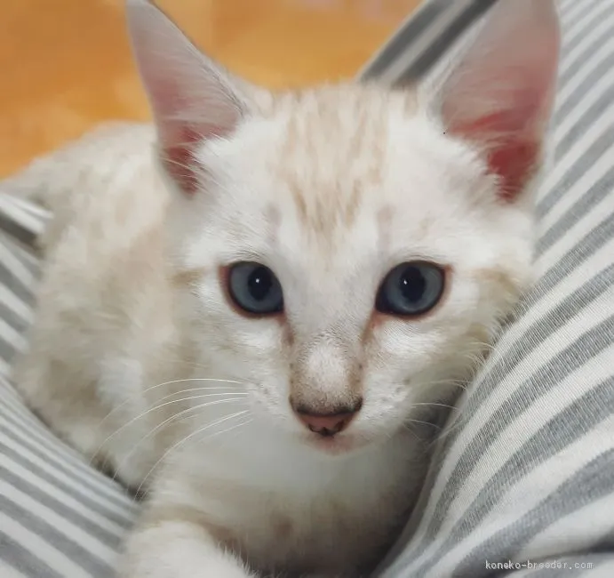 ガルー 様のお迎えした子猫